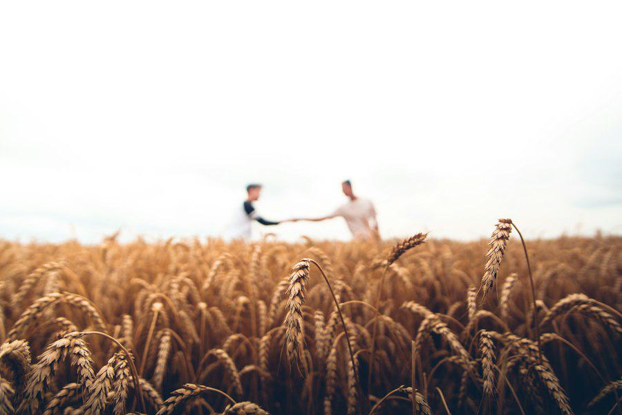 Wheat field at golden hour